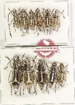 Scientific lot no. 190 Anthribidae (Xenocerus sp. mix) (11 pcs)