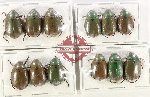Scientific lot no. 436 Rutelinae (12 pcs)