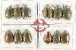Scientific lot no. 435 Rutelinae (12 pcs)