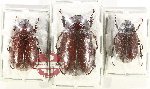 Scientific lot no. 327 Melolonthinae (3 pcs)
