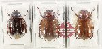 Scientific lot no. 328 Melolonthinae (3 pcs - 1 pc A2)