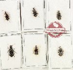 Scientific lot no. 1085 Carabidae (6 pcs)