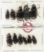 Scientific lot no. 1087 Carabidae (11 pcs)