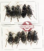 Scientific lot no. 1088 Carabidae (10 pcs)