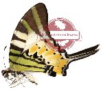 Graphium antiphates ssp. (A-)