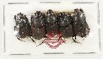 Scientific lot no. 1220 Coprophaga (5 pcs)