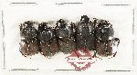 Scientific lot no. 1219 Coprophaga (5 pcs A-)