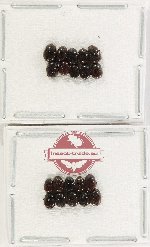 Scientific lot no. 1227 Coprophaga (20 pcs)