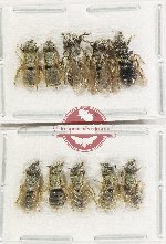 Scientific lot no. 630 Hymenoptera (10 pcs)