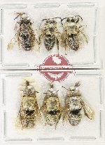 Scientific lot no. 626 Hymenoptera (6 pcs)