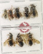 Scientific lot no. 629 Hymenoptera (8 pcs)