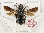 Hymenoptera sp. 147