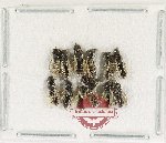 Scientific lot no. 633 Hymenoptera (12 pcs)