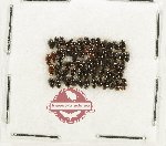 Scientific lot no. 448 Hydrophilidae (60 pcs)