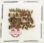 Scientific lot no. 437 Hydrophilidae (50 pcs)