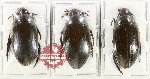 Scientific lot no. 429 Hydrophilidae (3 pcs)