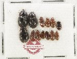Scientific lot no. 433 Hydrophilidae (13 pcs)