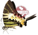 Graphium antiphates ssp. karimatanum (A-)