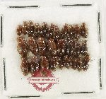 Scientific lot no. 441 Hydrophilidae (28 pcs)