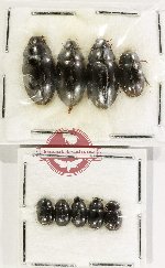 Scientific lot no. 440 Hydrophilidae (9 pcs)