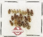Scientific lot no. 438 Hydrophilidae (20 pcs)