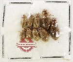Scientific lot no. 439 Hydrophilidae (9 pcs)