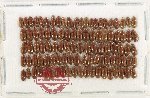 Scientific lot no. 450 Hydrophilidae (100 pcs)