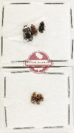 Scientific lot no. 449 Hydrophilidae (6 pcs)