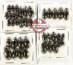 Scientific lot no. 431 Hydrophilidae (40 pcs)