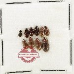 Scientific lot no. 434 Hydrophilidae (10 pcs)