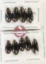 Scientific lot no. 428 Hydrophilidae (9 pcs)