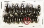 Scientific lot no. 430 Hydrophilidae (15 pcs)
