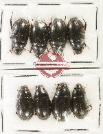Scientific lot no. 442 Hydrophilidae (8 pcs)