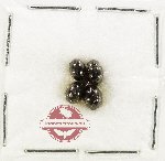 Scientific lot no. 445 Hydrophilidae (4 pcs)