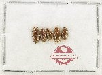 Scientific lot no. 451 Hydrophilidae (5 pcs)