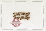 Scientific lot no. 276 Dytiscidae (53 pcs)