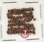 Scientific lot no. 273A Dytiscidae (98 pcs)