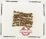 Scientific lot no. 270 Dytiscidae (87 pcs)