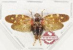 Cercopidae sp. 46