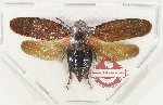 Cercopidae sp. 45 (5 pcs)