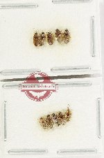 Scientific lot no. 1581 Heteroptera (10 pcs)