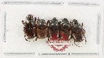 Scientific lot no. 1217 Coprophaga (5 pcs)