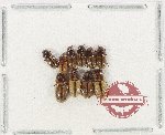 Scientific lot no. 1235 Coprophaga (Aphodiinae) (10 pcs)