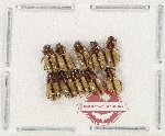 Scientific lot no. 1238 Coprophaga (10 pcs)