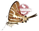 Graphium aristeus ssp. palasarinus (A-)