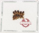 Scientific lot no. 1242 Coprophaga (Aphodiinae) (10 pcs)