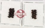 Scientific lot no. 1230 Coprophaga (20 pcs)