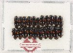 Scientific lot no. 278 Erotylidae (20 pcs)