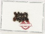 Scientific lot no. 280 Erotylidae (10 pcs)