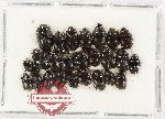Scientific lot no. 379 Erotylidae (25 pcs)